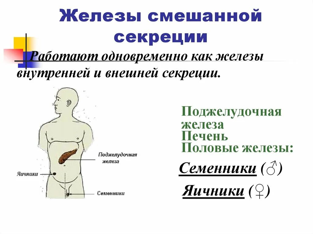 Схема желез смешанной секреции. Эндокринная система железы внутренней и внешней секреции. Железы смешанной секреции схема строения. Рисунок железы смешанной секции.