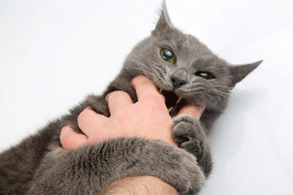 Почему котенок кусается и царапается и нападает. Серый кот кусает. котик серый кусается. серая кошка кусает. мый мый кошка.