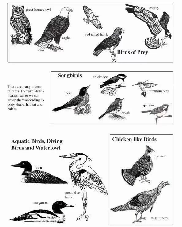 Birds Worksheets. Types of Birds раскраска. Карточки с заданиями по биологии птицы. Birds Worksheets for Kids.