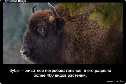 Цитаты из песня пра зубра