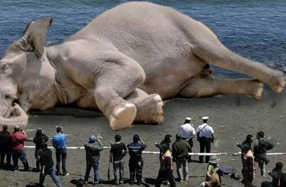 10 самых больших животных. Гигантский слон. Самые большие слоны в мире. Слоны гиганты. Самый большой слон в мире.