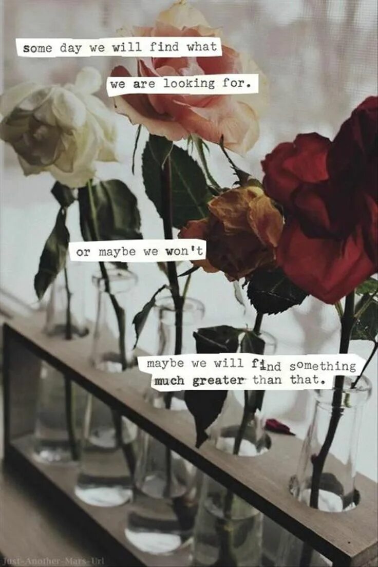 Цитаты про розы. Цитаты про розы со смыслом. Цитаты про цветы розы. Красивые цитаты про розы.