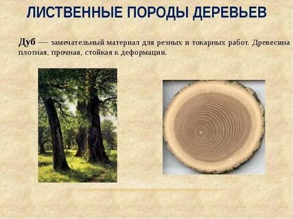 Лиственные породы древесины