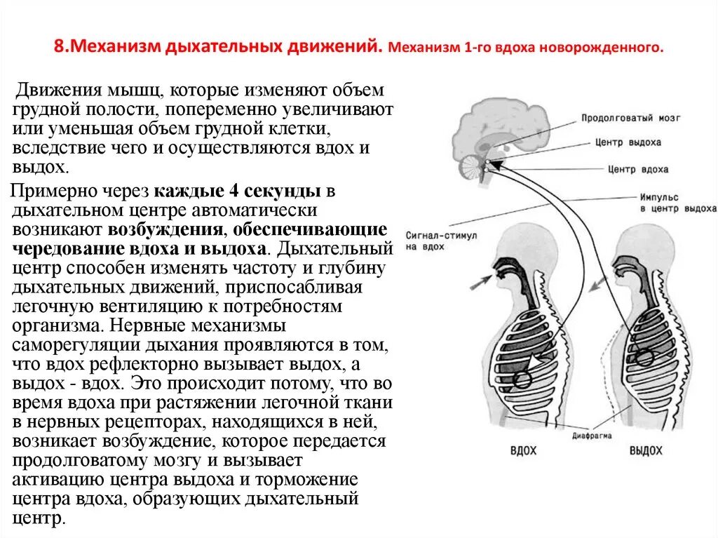 Механизм дыхательных движений вдоха и выдоха. Механизм первого вдоха и выдоха. Механизм первого вдоха и выдоха у новорожденного. Механизм 1-го вдоха новорожденного..