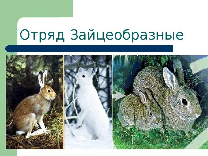 Зайцеобразные сообщение 8 класс. Отряд зайцеобразные. зайцеобразные млекопитающие. отряд зайцеобразные семейство заячьи. отряд грызуны и зайцеобразные.