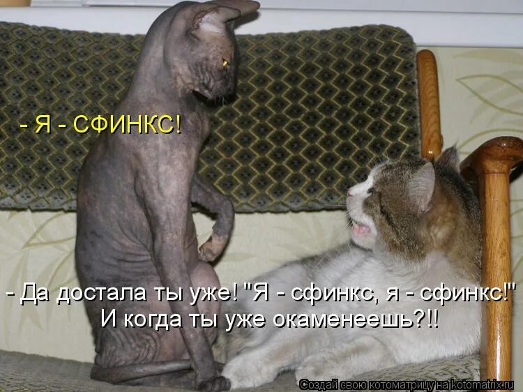 Сфинкс цитаты. Смешные сфинксы с надписями. сфинкс кот прикол с надписью. котоматрица сфинкс. смешные картинки сфинксов с надписями.