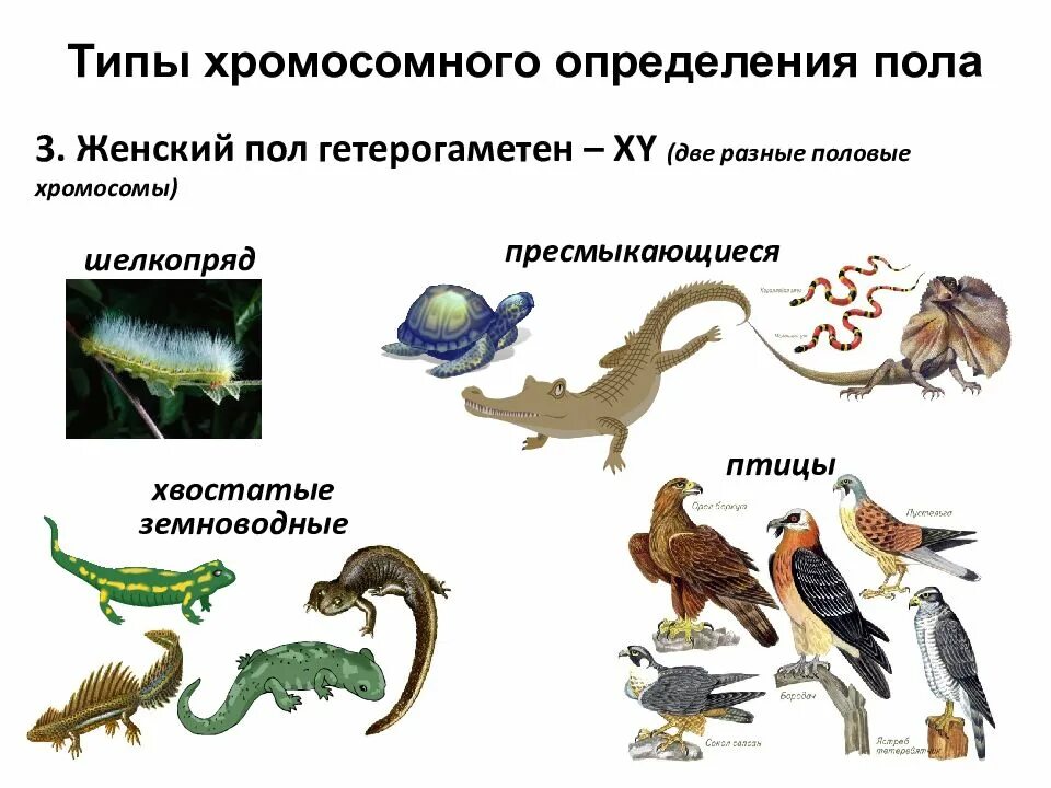 Какой пол называют гомогаметным и какой гетерогаметный. Определение пола у животных. примеры хромосомного определения пола крокодилов. у каких организмов гетерогаметный женский пол?. определение пола крокодила.