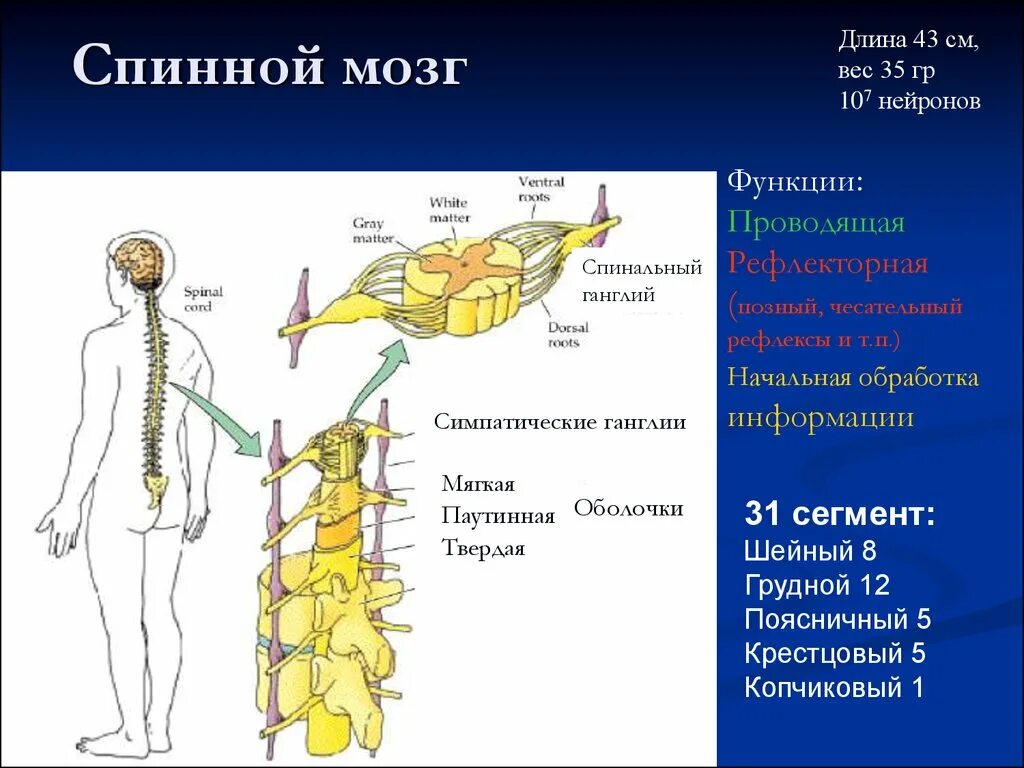 Нервный узел где. Нервная система схема спинного мозга. Нервная система нерв спинномозговой узел. Рефлекторная функция спинного мозга строение. Спинной мозг строение и функции нервная система.