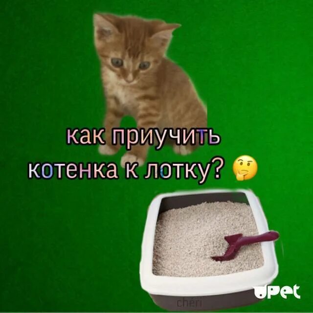 Как приучить котёнка. Приучить котенка к лотку быстро. Как приучить кота к лотку в квартире легко и быстро. Как приучить котёнка к лотку в квартире.