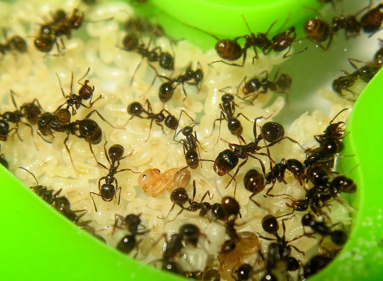 Муравьиный вид. Муравьиная ферма Королева муравьев. Фараоновые муравьи Муравейник. Муравьиные личинки. Личинки муравьёв в муравенике.