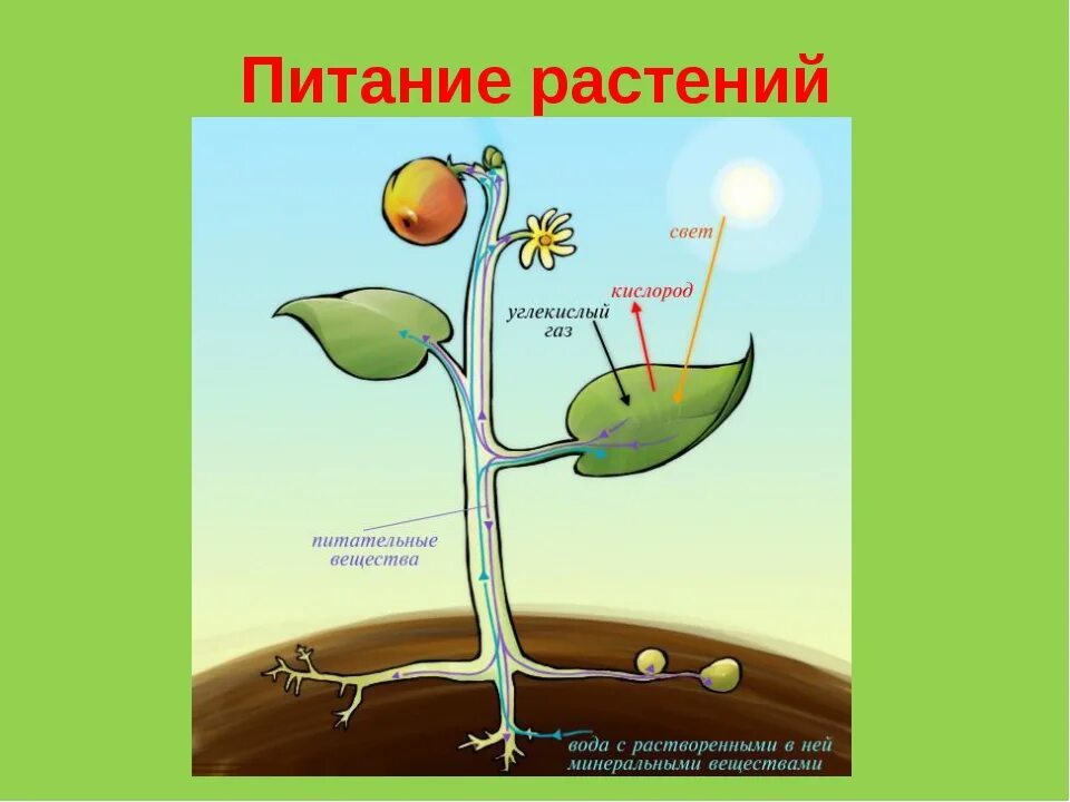 Дышат растворенным в воде кислородом