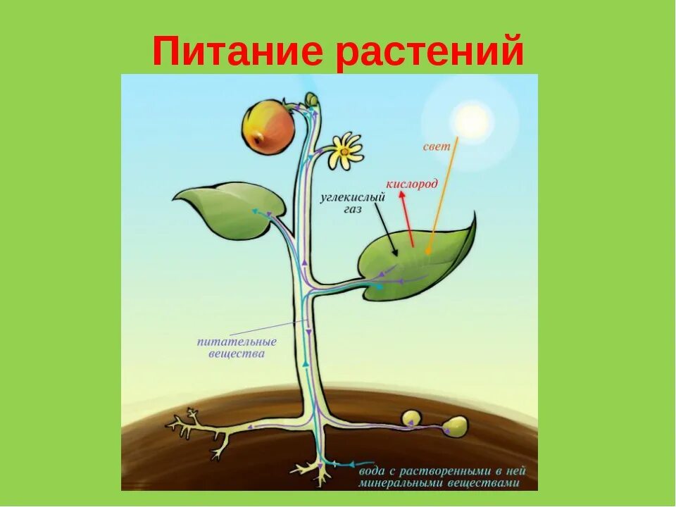 Отношение углекислого газа к воде. Схема фотосинтеза у растений биология. Питание и фотосинтез растений рисунок. Процесс питания растений. Схема питания растений.