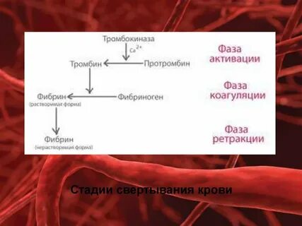 Белок образующий тромб