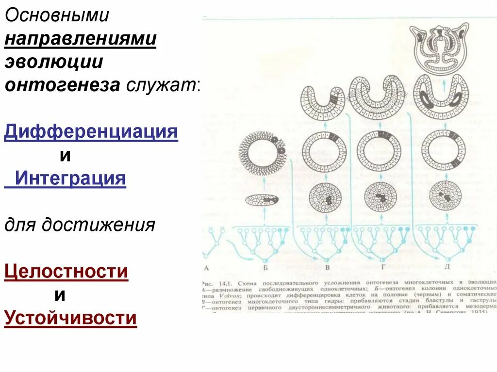Формы нарушения онтогенеза. Дифференциация в онтогенезе. дифференциация признаков пола в онтогенезе. направления онтогенеза. тенденции эволюционного онтогенеза.
