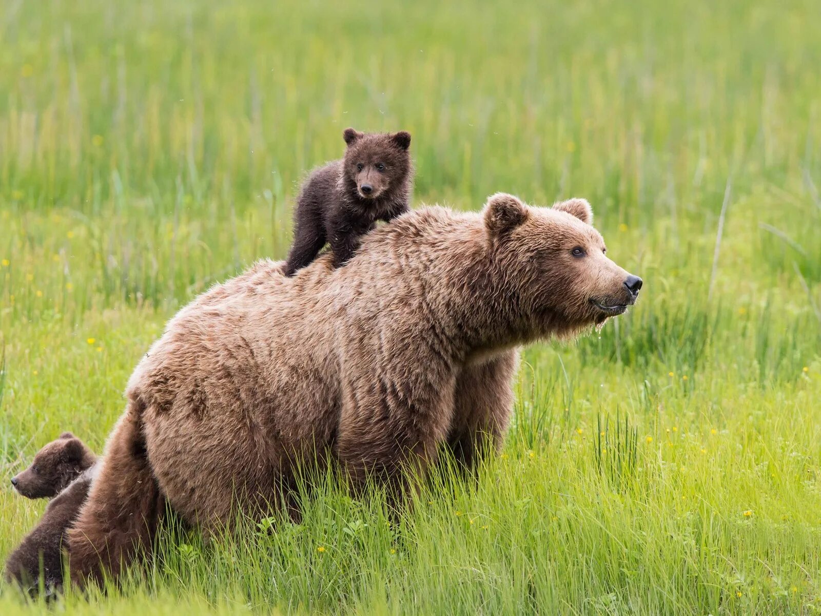 Медвежонок с ромашками. Spring bear. Северный медведь. Spring bear. Мишка с цветами.