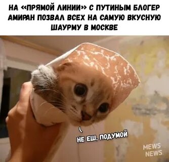 Кот шаурма