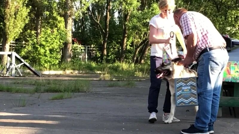 Прайд липецк. Клубы на г. Прайд клуб липецк. Кибер прайд самара. Кинологический клуб прайд липецк.