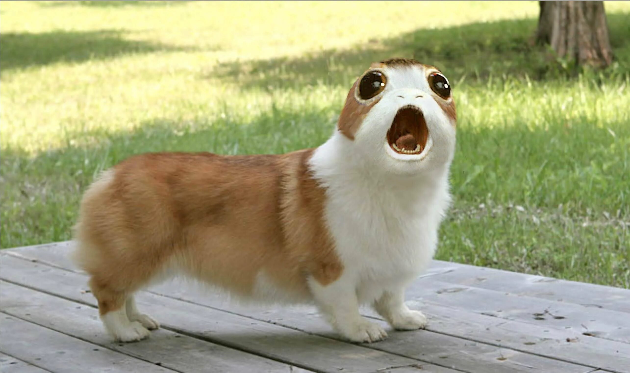 Собака вельш корги пемброк. Вельш корги пемброк. Порода вельш корги пемброк. Вельш корги щенки. Вельш корги пемброк.