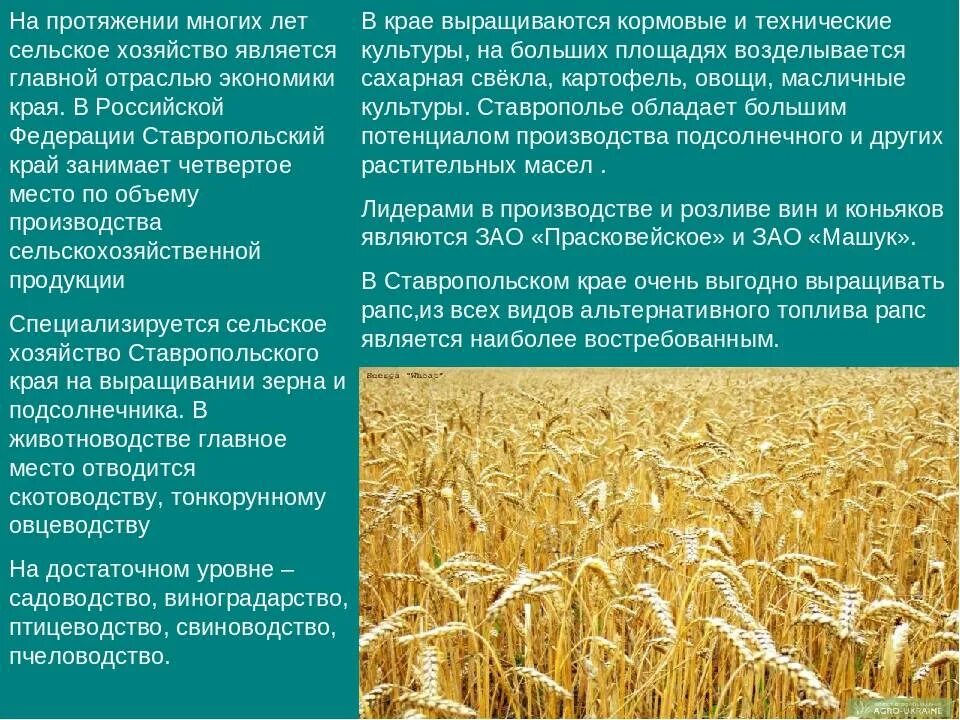 Особенности характерные для сельского хозяйства. Презентация на тему сельское хозяйство. отрасли сельского хозяйства. проект на тему сельское хозяйство. растениеводство доклад.