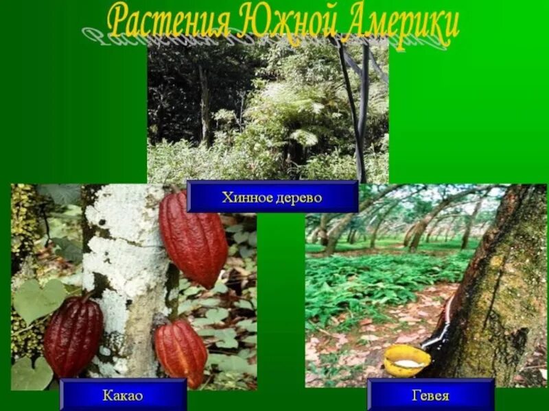 Растения растущие в южной америке. Растительный мир материка южная америка. Растительный мир материка южная америка. Растительность южной америки. Растительный мир материка южная америка.