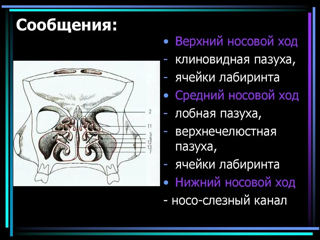 В верхний носовой ход открывается пазуха. Околоносовые пазухи функции. Клиновидная пазуха носа анатомия. Верхний носовой ход. Верхний средний и Нижний носовые ходы.