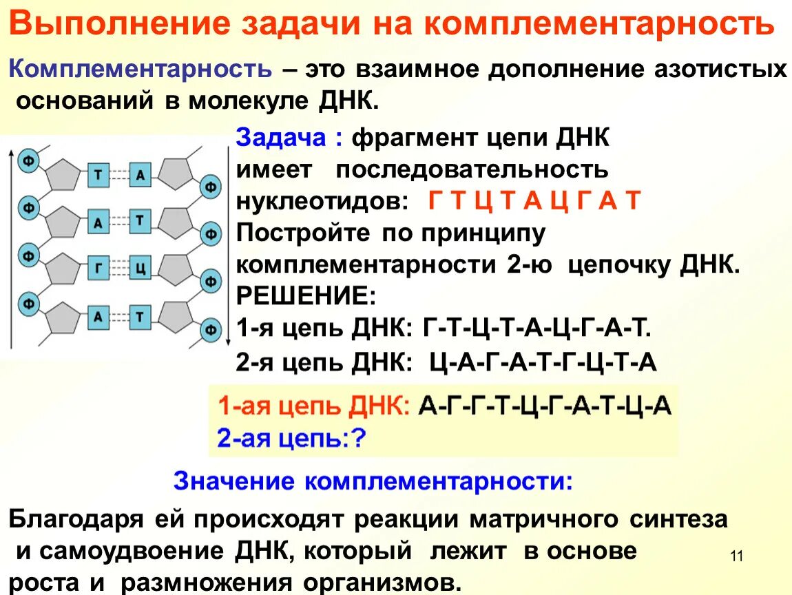 Ген это фрагмент молекулы. Комплементарность ДНК И РНК. Комплементарность нуклеотидов ДНК И РНК. Принцип комплементарности генетика. Принцип комплементарности таблица.