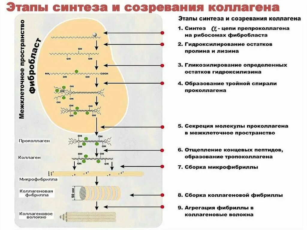 Почему на определенных этапах. Внеклеточный этап синтеза коллагена. Этапы образования коллагена. Стадии синтеза коллагена схема. Этапы синтеза и созревания коллагена биохимия.