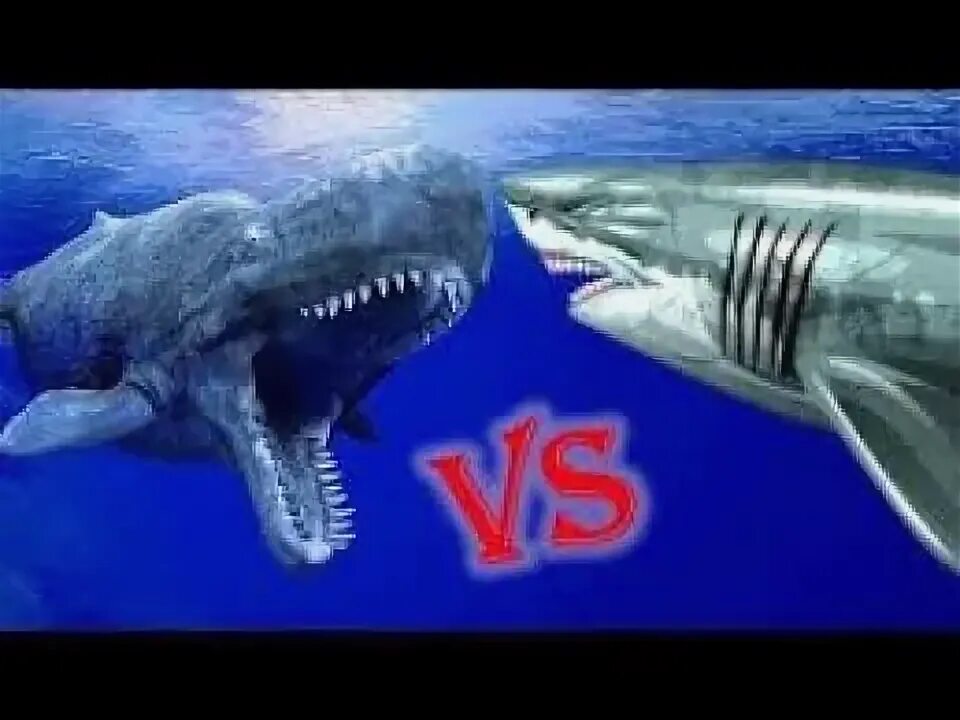 Битву мегалодона против мегалодона. Livyatan melvillei vs мегалодон. мозазавр левиафан. левиафан мелвилла. мегалодон против лефиофан.