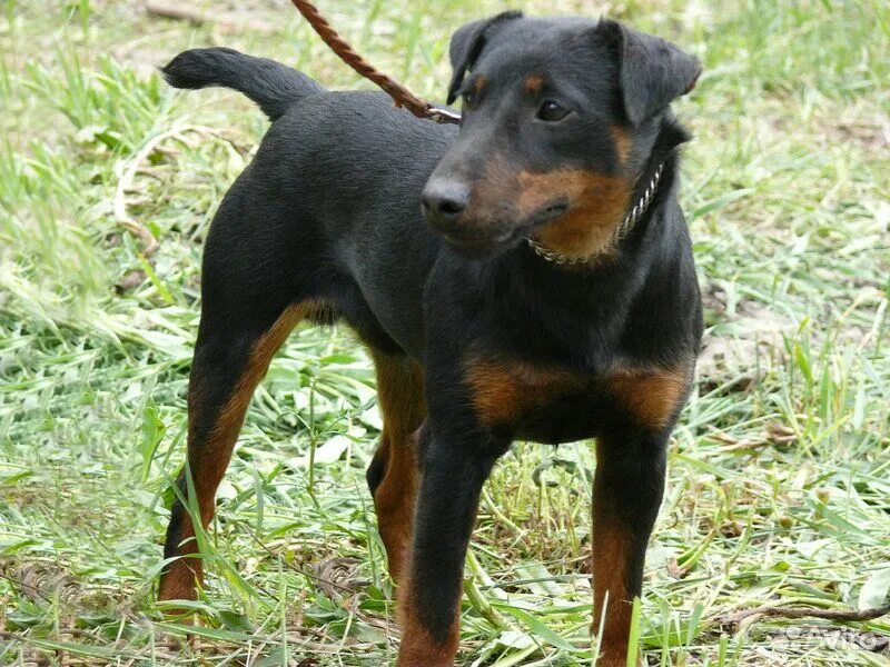 Ягдтерьер жесткошерстный. Ягд терьер. Немецкий ягдтерьер жесткошерстный. Немецкий ягдтерьер терьеры. Немецкий ягдтерьер гладкошерстный.