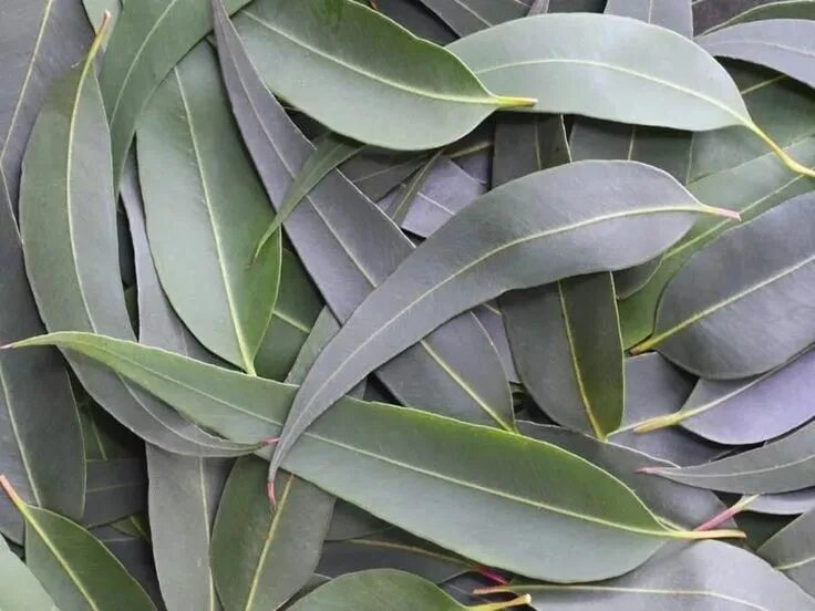 Office eucalyptus