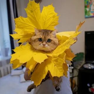 Желтый пришли