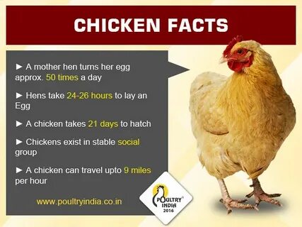 Come come chicken