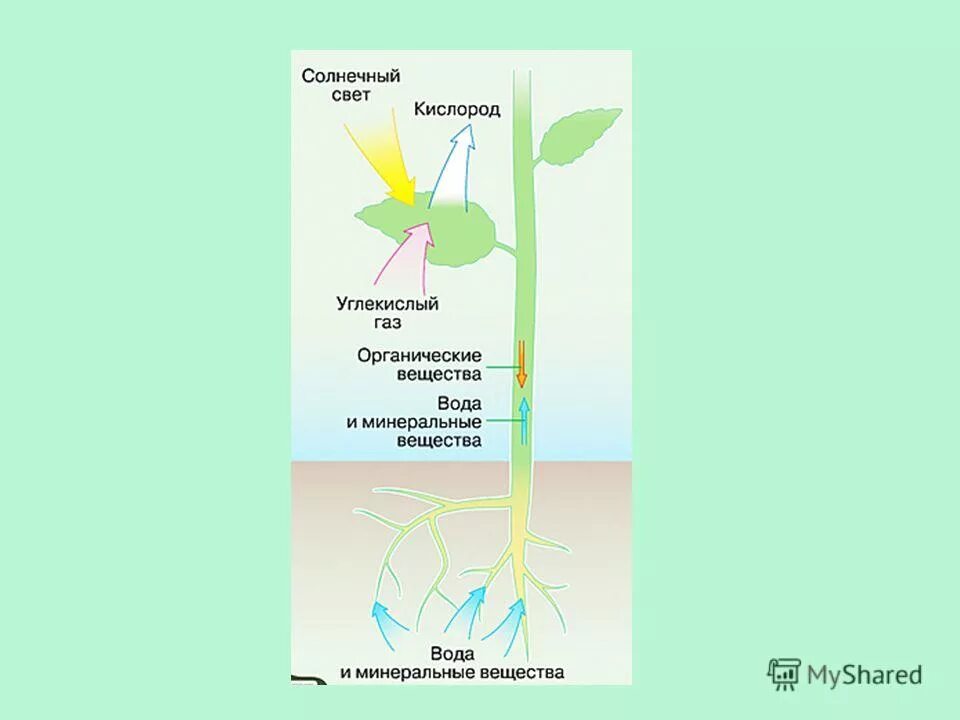 Конспект по воде биология 6 класс