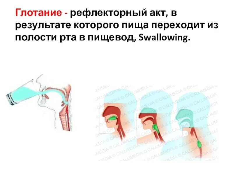 Рефлекторная дуга глотания. Рефлекторный акт глотания. Схема глотательного рефлекса. Рефлекс глотания.