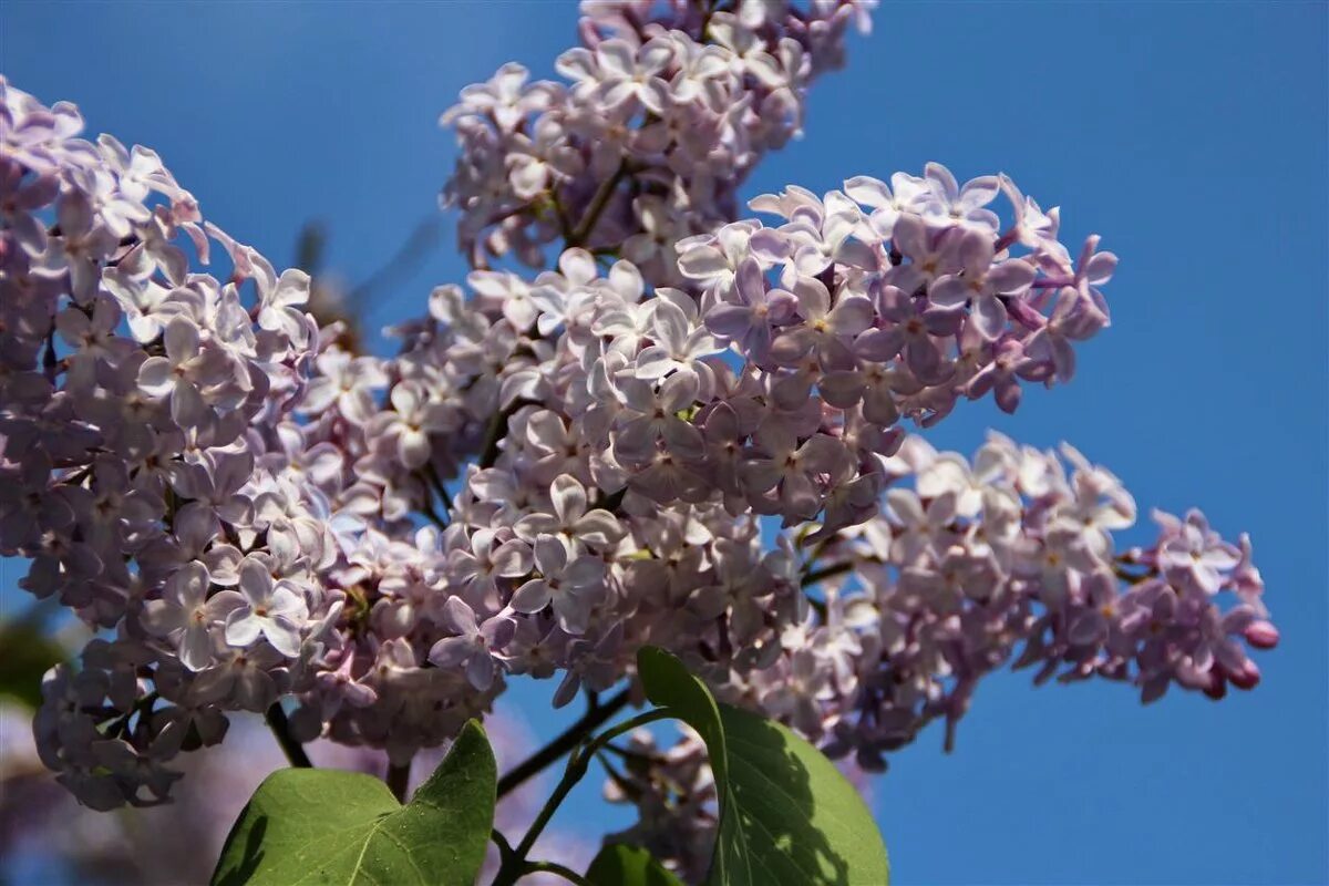 пышные грозди сирени царят над садом