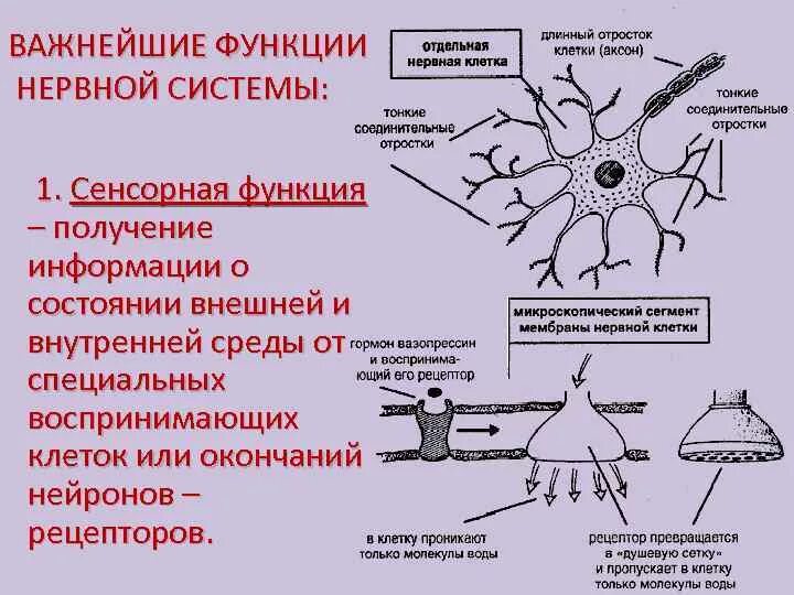 Сенсорная функция нервной системы. Функции нервной клетки. Рецепторы нейронов. Интегративная функция нервной клетки.