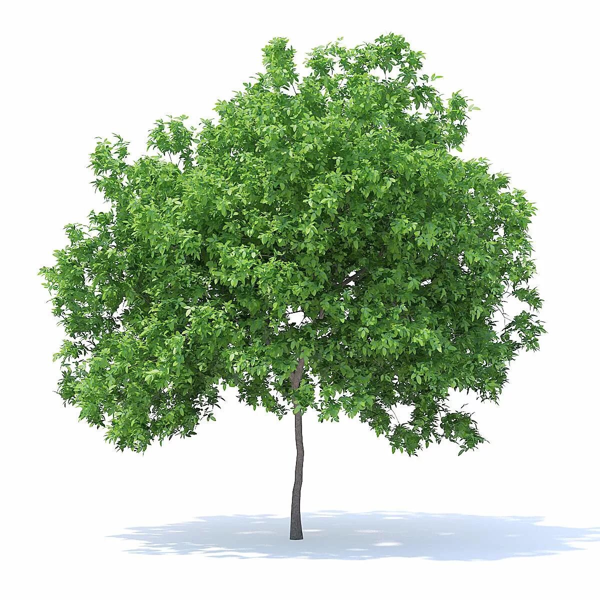 Кора лимонного дерева. Лимонное дерево на прозрачном фоне для фотошопа. Showcase lemon design tree. Tree4. Archmodels лимонное дерево.