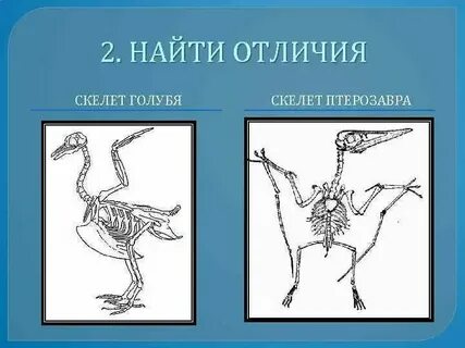 Особенности строения в связи с полетом