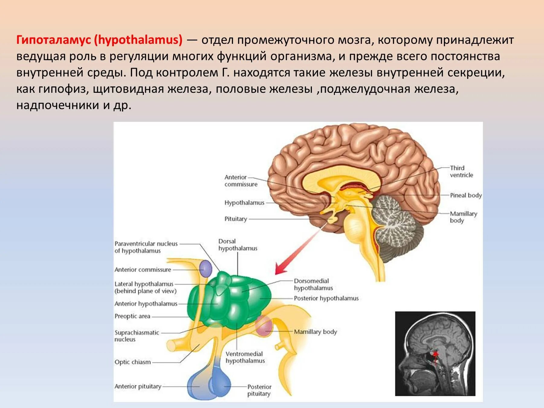 Железы живых организмов. Мозг гипоталамус отделы и функции. Функции отделов головного мозга гипоталамус. Гипоталамус это отдел промежуточного мозга. Гипоталамус функции 8 класс.