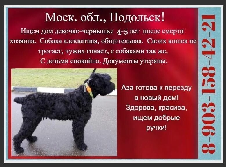 Стандарт породы русский черный терьер. Русский черный терьер размер. Чёрный терьер стандарт породы. Русский черный терьер рост и вес. Русский черный терьер рост и вес.