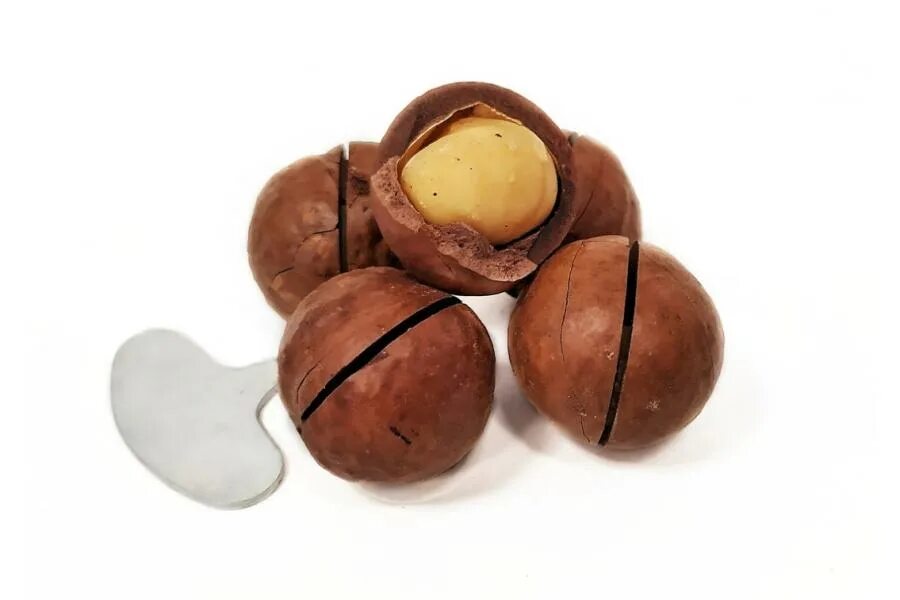 Орехи которые открывают ключиком. Орех микамидия. Орехи которые открывают ключиком. Орехи которые открывают ключиком. Орехи которые открывают ключиком.