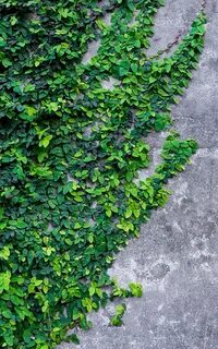 Related green