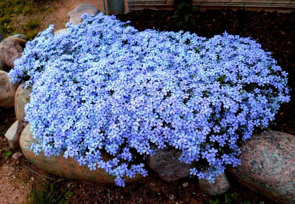 флокс шиловидный многолетний семена. флокс шиловидный рассада. флоксы шиловидные многолетние семена. флокс шиловидный семена. флокс шиловидный семена.