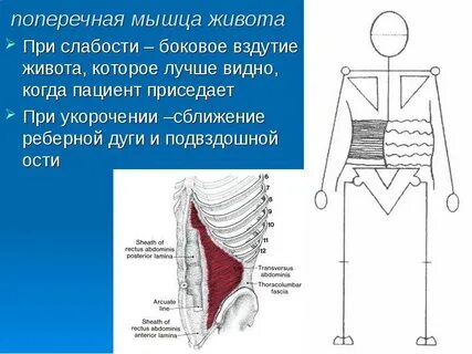 Сила мышц живота