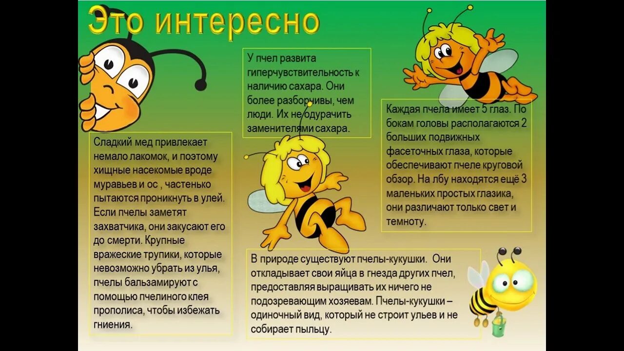 Интернет сообщение о пчелах. Факты о пчелах для детей. интересные факты о меде и пчелах для детей. детям о пчелах для дошкольников. интересные факты о пчелах для детей.