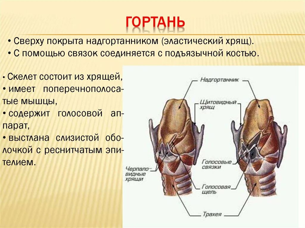 Гортань система и функции. Гортань строение и функции. парные хрящи гортани - черпаловидные, рожковидные и клиновидные. строение, функции и проекция гортани.. гортань функция и система органов.