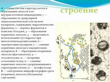 Синтез белков протекает в лизосомах в вакуолях