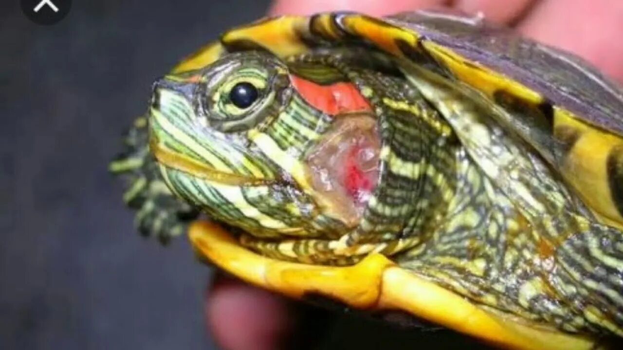 Красноухая черепаха / Red-eared Slider. Родина красноухой черепахи. Здоровая красноухая черепаха. Красноухая черепаха сухопутная. Красноухая черепаха каких размеров
