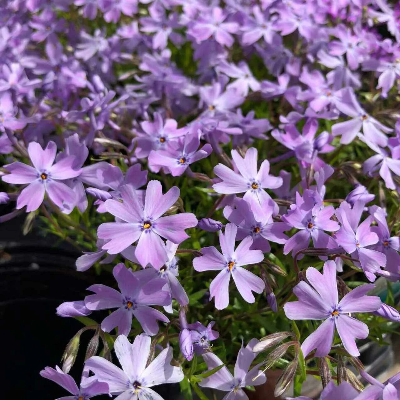 Флокс шиловидный Эппл блоссом. Флокс шиловидный (Phlox subulata). Флокс шиловидный Пурпл Бьюти. Флокс шиловидный (Phlox subulata `Purple Beauty`).