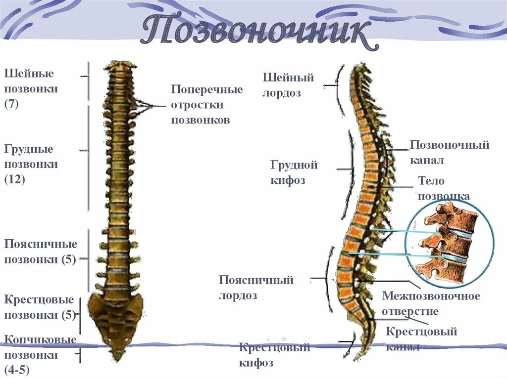 Изгиб позвоночника 5. 5 Поясничный позвонок. Позвоночник 4-5 позвонки. 4 Позвонок. 4 И 5 позвонки.